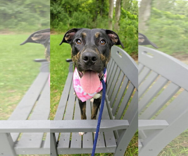 Medium Photo #4 Labrottie Puppy For Sale in Rockaway, NJ, USA
