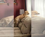 Small #1 Labrador Retriever Mix