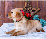 Small Photo #12 Golden Retriever Puppy For Sale in WAKARUSA, IN, USA