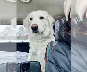 Sugar - Female Great Pyrenees Dog for Adoption - Photo #3