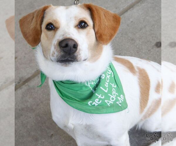 Medium Photo #4 Collie-Unknown Mix Puppy For Sale in Washington, DC, USA