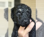Small #8 Poodle (Standard)