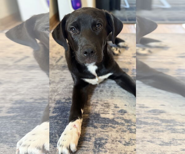 Medium Photo #1 Retriever -Unknown Mix Puppy For Sale in Plainfield, IL, USA