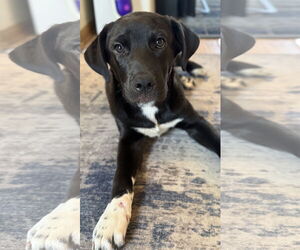Retriever -Unknown Mix Dogs for adoption in Plainfield, IL, USA