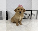Small #1 Golden Retriever