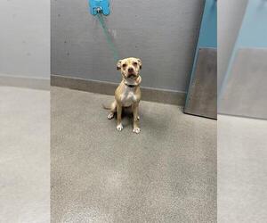 Mutt Dogs for adoption in Las Vegas, NV, USA
