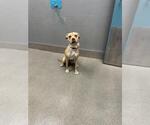 Small Mutt