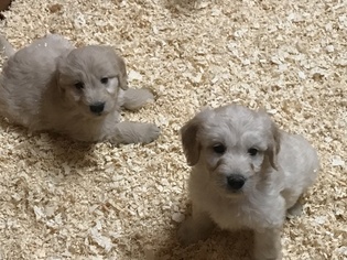 Goldendoodle Puppy for sale in SOUTH EASTON, MA, USA