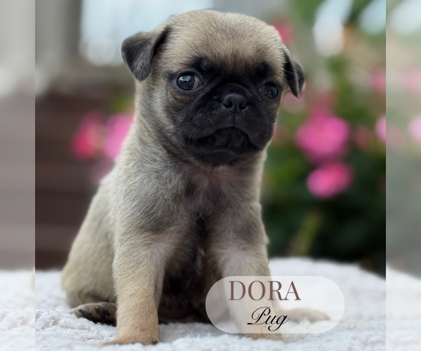 Medium Photo #2 Pug Puppy For Sale in ELMHURST, IL, USA