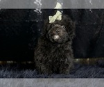 Puppy Buggy AKC Poodle (Toy)