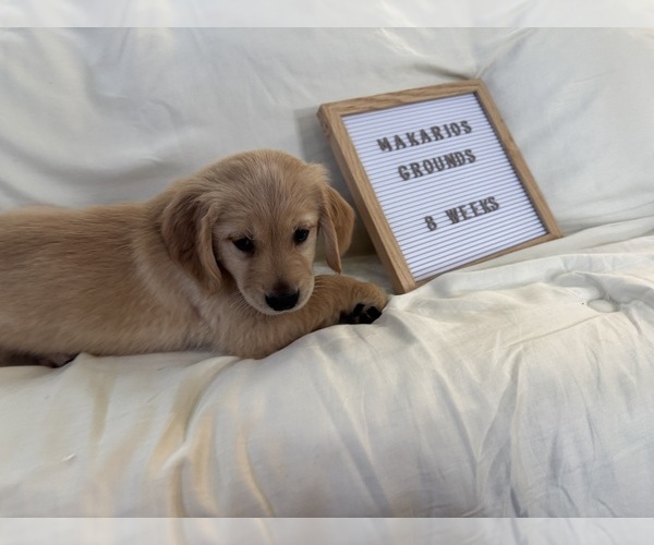 Medium Photo #13 Golden Retriever Puppy For Sale in CONWAY, SC, USA