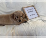 Small Photo #13 Golden Retriever Puppy For Sale in CONWAY, SC, USA