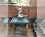 Small Photo #8 American Pit Bull Terrier-Unknown Mix Puppy For Sale in Sandy, UT, USA