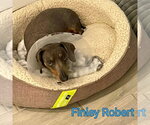 Small #9 Dachshund