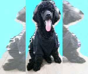 Poodle (Standard) Puppy for sale in AUBURN, WA, USA