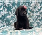 Small Photo #2 Labrador Retriever Puppy For Sale in LAKELAND, FL, USA