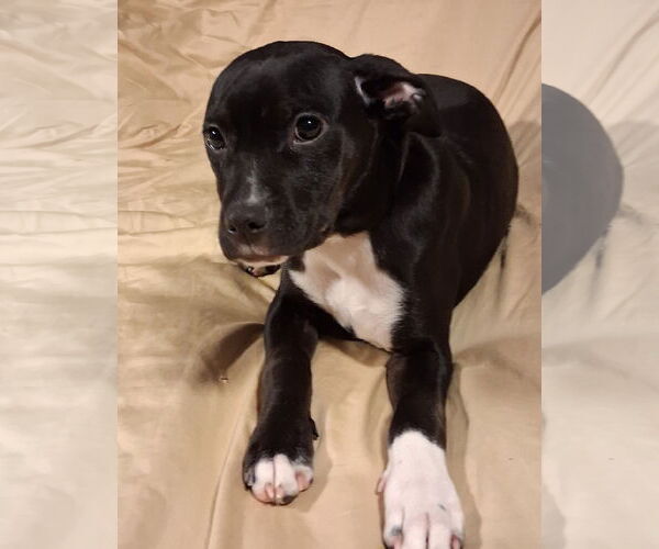 Medium Photo #6 Mutt Puppy For Sale in Brooklyn Center, MN, USA