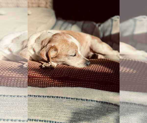 Medium Photo #10 Chihuahua Puppy For Sale in Boonton, NJ, USA