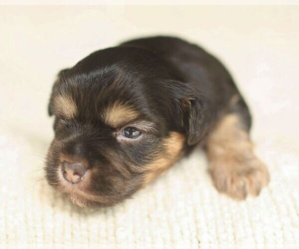 Medium Photo #5 Chihuahua-Unknown Mix Puppy For Sale in Corona, CA, USA