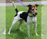 Small #2 Jack Russell Terrier Mix