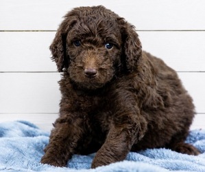 Labradoodle Puppy for sale in STAMFORD, CT, USA