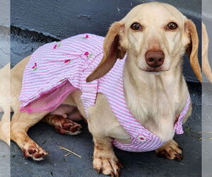 Dachshund Dogs for adoption in Shelbyville, TN, USA
