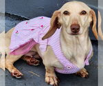 Small Dachshund