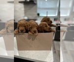 Small Photo #4 Goldendoodle (Miniature) Puppy For Sale in NORTHVILLE, MI, USA