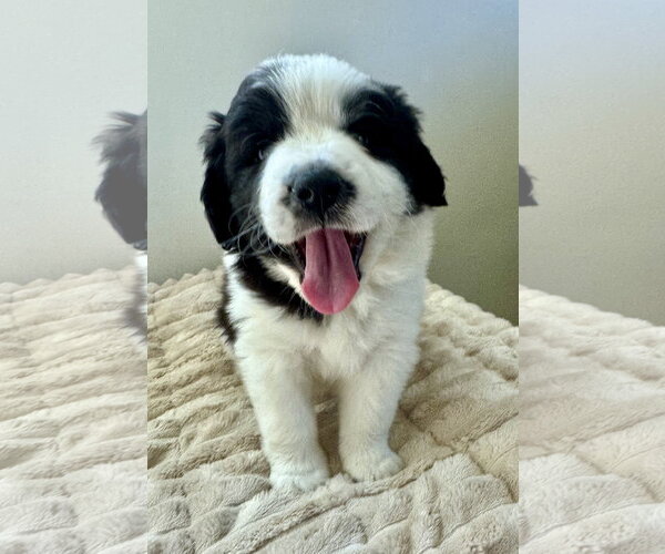 Medium Photo #3 Australian Shepherd-Saint Bernard Mix Puppy For Sale in Marina Del Rey, CA, USA