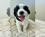 Small #2 Australian Shepherd-Saint Bernard Mix