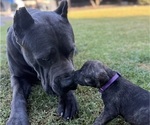Puppy Purple Cane Corso