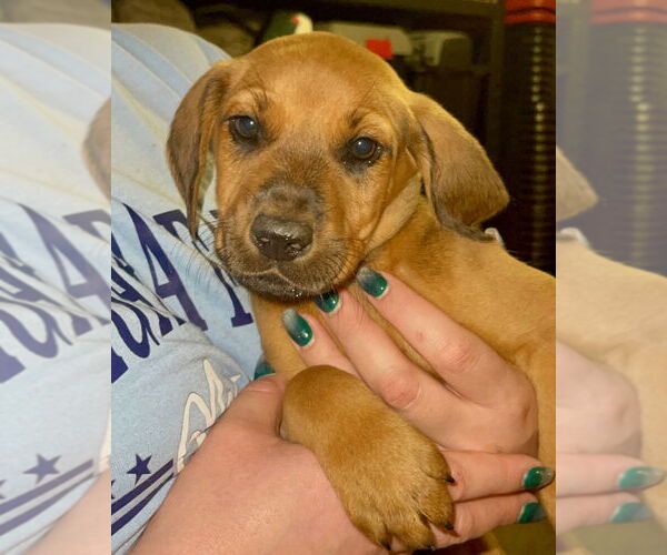 Medium Photo #3 Labrador Retriever-Unknown Mix Puppy For Sale in Brewster, NY, USA