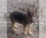 Puppy Puppy 1 German Shepherd Dog