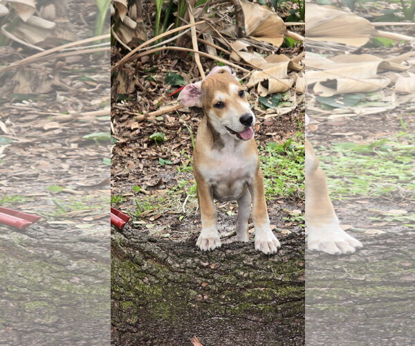 Medium Photo #5 Beagle-Unknown Mix Puppy For Sale in Tampa, FL, USA