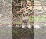 Small #4 Beagle Mix