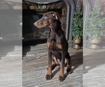 Small #1 Doberman Pinscher