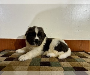 Newfoundland Puppy for sale in ROCKVILLE, IN, USA