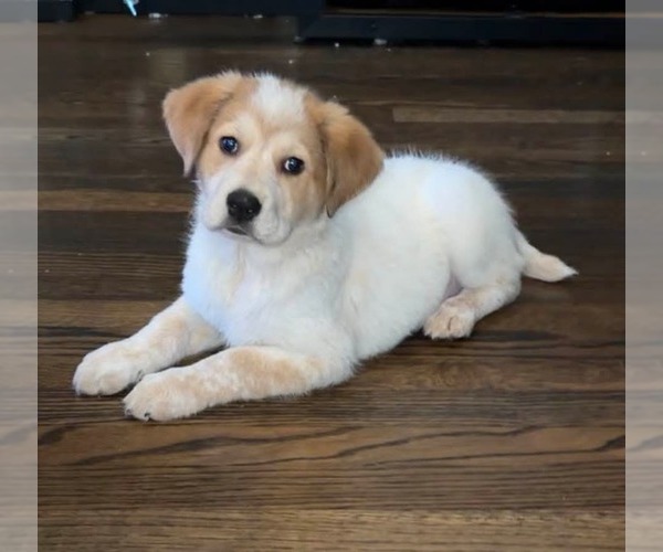 Medium Photo #3 Retriever -Unknown Mix Puppy For Sale in pomfret, CT, USA