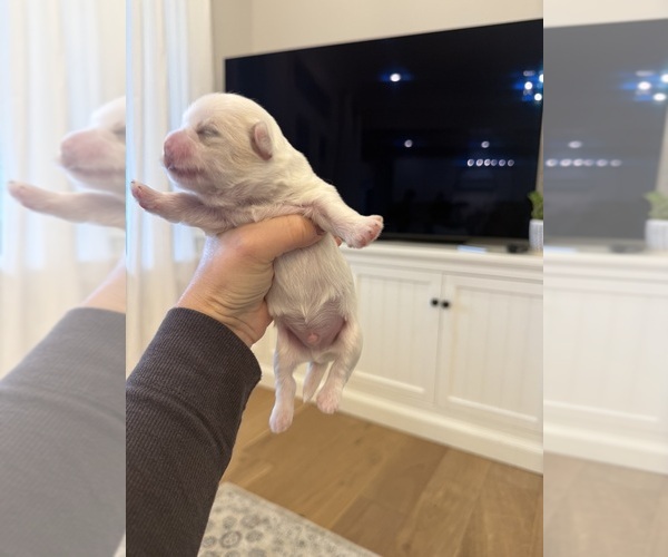 Medium Photo #9 Shih Tzu Puppy For Sale in HARRISONBURG, VA, USA