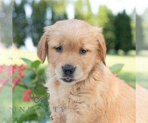 Golden Retriever Puppy for sale in NEWPORT, PA, USA
