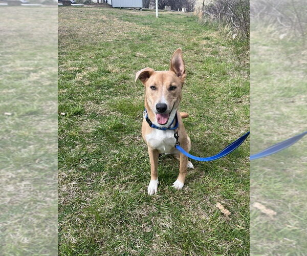 Medium Photo #5 Mutt Puppy For Sale in Candler, NC, USA