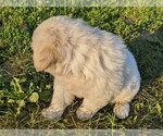 Small Photo #7 English Cream Golden Retriever Puppy For Sale in WOOSTER, OH, USA