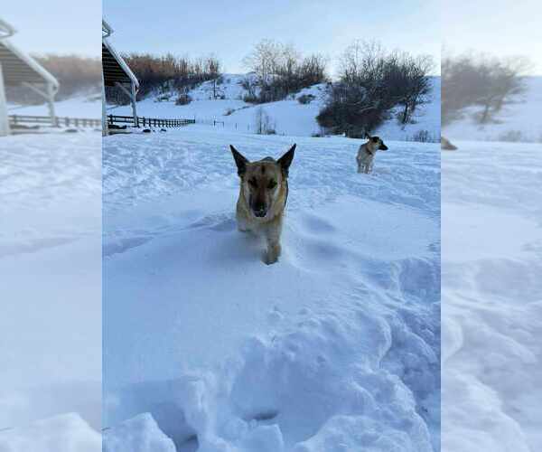 Medium Photo #2 German Shepherd Dog Puppy For Sale in Aurora, IN, USA