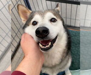 Shiba Inu Dogs for adoption in Davis, CA, USA