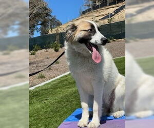 Izzy - Female Anatolian Shepherd-Unknown Mix Dog for Adoption - Photo #4