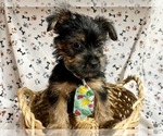Puppy 5 Yorkshire Terrier