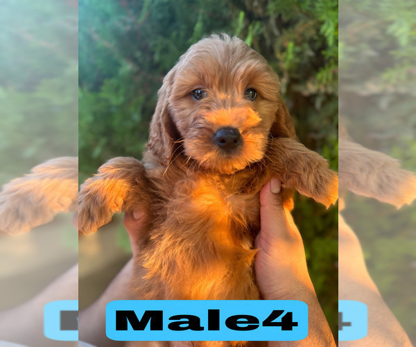 Medium Photo #30 Goldendoodle (Miniature) Puppy For Sale in BAKERSFIELD, CA, USA