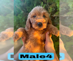 Small #29 Goldendoodle (Miniature)