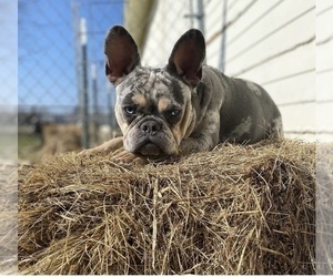 Mother of the French Bulldog puppies born on 06/09/2022