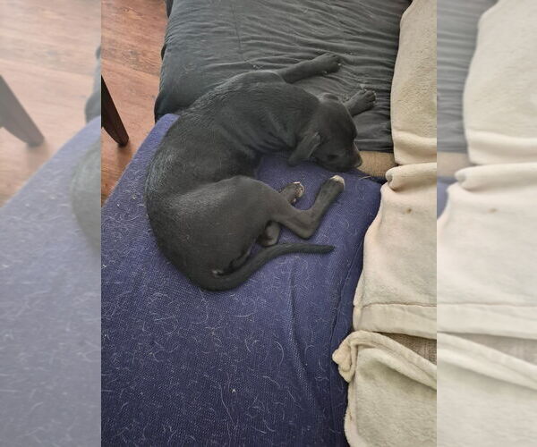 Medium Photo #2 Mutt Puppy For Sale in Candler, NC, USA